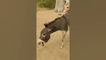 Donkey Mating Animalinteractions Animals Animalintelligence Mating 