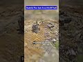 IDF D9 Bulldozer Hit: Hezbollah’s New Drone Tactics