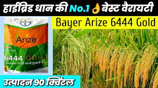 Bayer Arize 6444 D Hybrid Dhaan 6444 D Variety Dhaan Ki Best Variety धन क खत