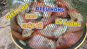Điểm câu đài tự nhiên Phú Túc cá chép ,cá điêu hồng ăn giật mỏi tay - Nhật Ký Cần Thủ