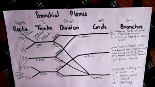 Brachial Plexus: Easiest way to remember