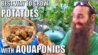 Can You Grow Potatoes in Aquaponics?