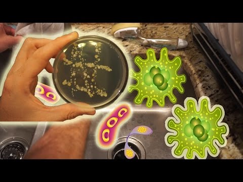 The Dirtiest Things In Your House (You'll Be Surprised!) | Bacteria Experiment