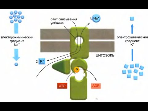 Видео: Почему натрий-калиевый насос считается активным транспортером, в каком направлении перекачиваются натрий и калий?