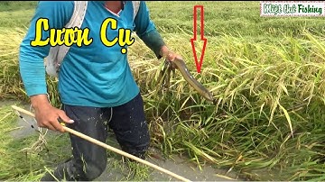 Bắt cá rô cá lóc mùa gặt lúa Miền tây và bắt được con lươn đồng chà bá lửa |Fishing VIETNAM
