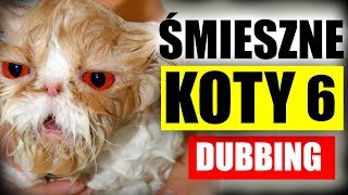 ŚMIESZNE KOTY 6 🤣 DUBBING: MATT OLECH