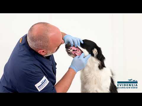 Video: Varför ta hand om hundens tänder?
