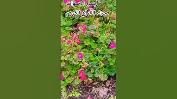 قران كريم بصوت جميل للشيخ سعود الشريم 😍 #اكسبلور #المصحف #الرحمن #راحة_نفسية 🌹 #cat #music