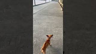 Walking / Running Exercise for Mini Pinscher Dog #shorts #shortvideo #dog #minipinscher