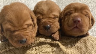 adorable sleepy fox RED Labrador puppies💕💤🐾 ....#newbornpuppies #cutepuppies  #puppyphotography by Wild Country Ranch 1,140 views 6 months ago 1 minute, 16 seconds