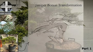 HUGE Juniper Bonsai Tree Transformation - Part 1 