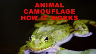 Animal Camouflage - How It Works