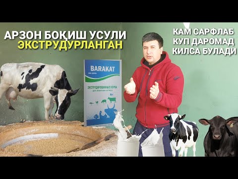 Video: Barok Nima?