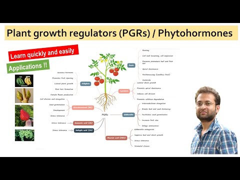 Video: Kāda ir augu augšanas regulatoru loma augu audu kultūrā?