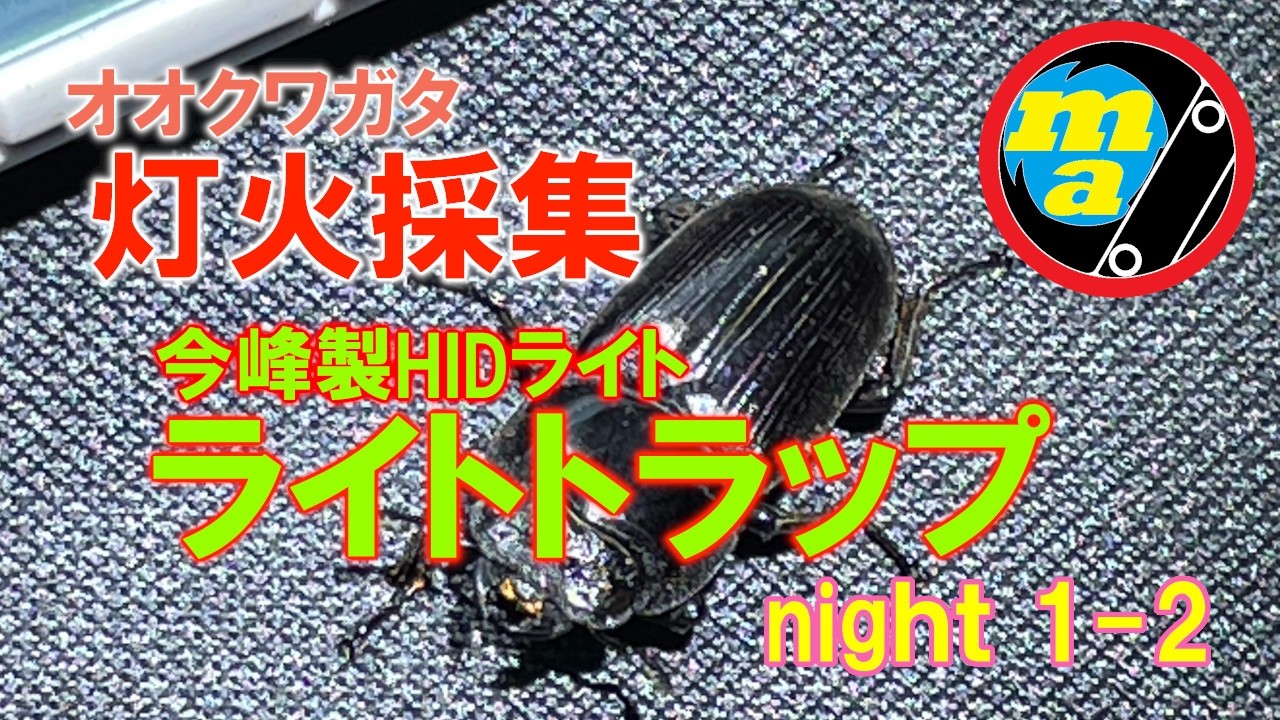 灯火採集 ライトトラップで狙うオオクワガタ！ 【今峰製HIDライト】 今