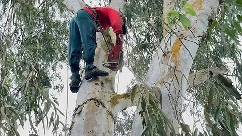 Cưa cây bạch đàn siêu khủng ,Giáp ranh cam , Cưa cây kỷ thuật cao 