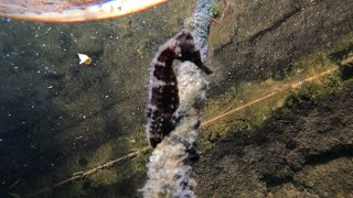 seahorse living in our marina