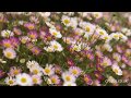 Long flowering plants Long flowering plants