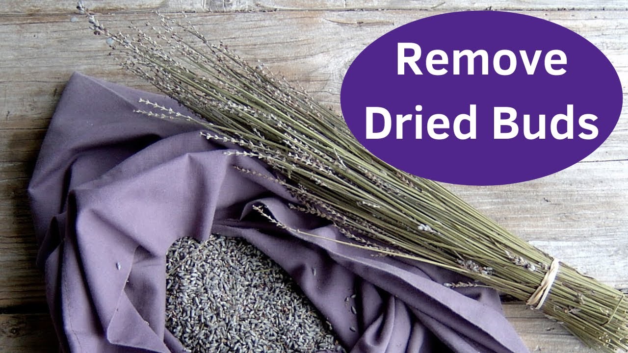 Lavender Flowers, Buds Dried