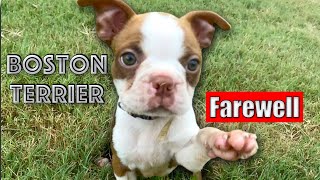 Boston Terrier Puppies 8 Weeks Old | Farewell Pups