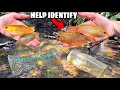 HELP IDENTIFY! GOLDEN FISH CAUGHT in TINY CREEK TRAP!