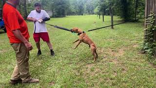 Robinsons Jack-Knife Introduced To Basic Tug Work