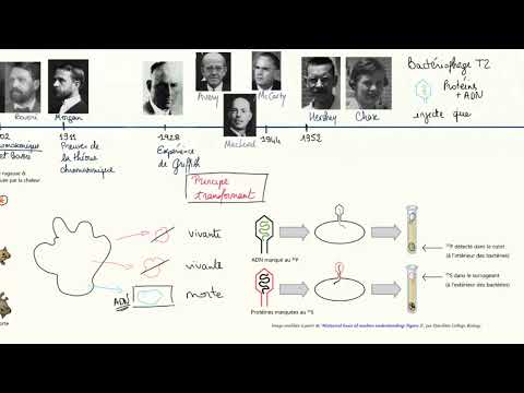 Vidéo: Qui a démontré que l'ADN est le matériel génétique du phage t2 ?