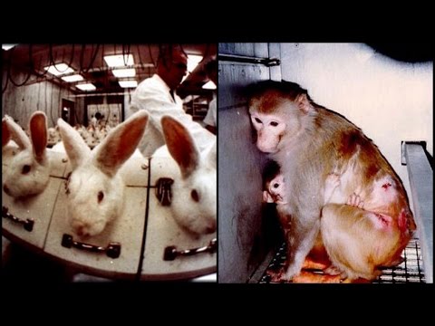 Vidéo: L'UE Interdit La Vente De Tous Les Produits Cosmétiques Testés Sur Les Animaux