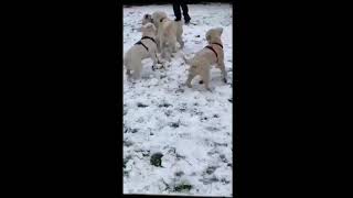 3,5 old Puppies meet their mother for the first time after 4 weeks again by Sent from Heaven 17,861 views 2 years ago 2 minutes, 2 seconds