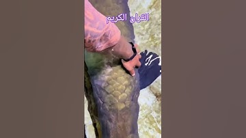 #تلاوة_خاشعة #تلاة #قران_كريم #اكسبلور #تيك_توك #القارئ #عبد_الباسط_عبد_الصمد