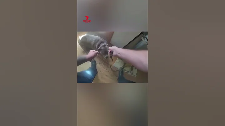 Oakley the Staffy leads police officer to leash during house fire