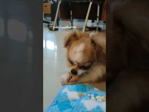 วีดีโอ: ผลข้างเคียงของ Metronidazole ในสุนัข