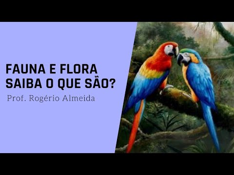 Fauna e Flora da floresta amazônica.