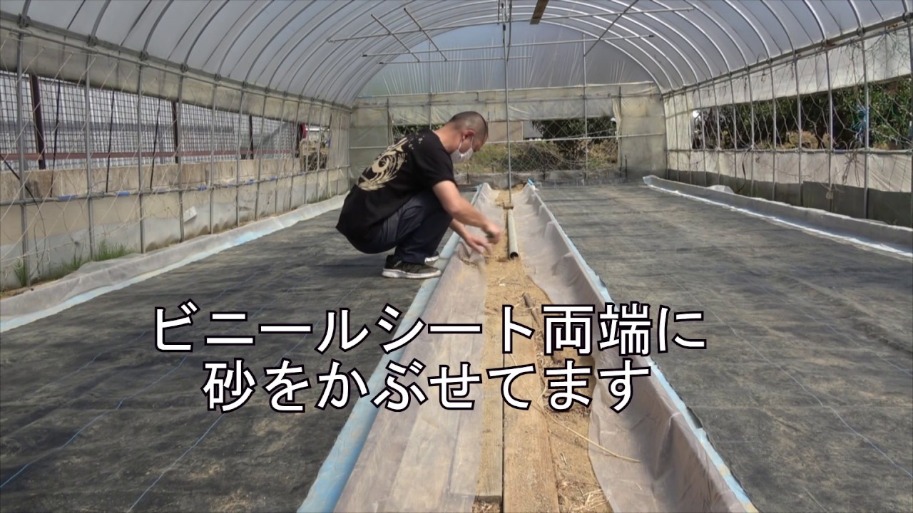 プール育苗準備・２ 　水稲の反射シート出芽（太陽シート）