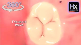 Interactive 360 - Explore Inside the Right Atrium - hxheart.com