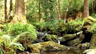 RELAXING BIRDSONG AND BUBBLING STREAM, NATURE SOUNDS FOR STRESS RELIEF, ASMR