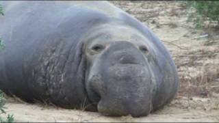 Elephant Seal Saying Hello