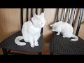 Как кошка заигрывает с котом