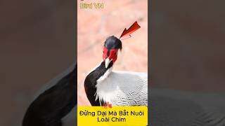 Silver Pheasant A Rare Bird On The Brink Of Extinction