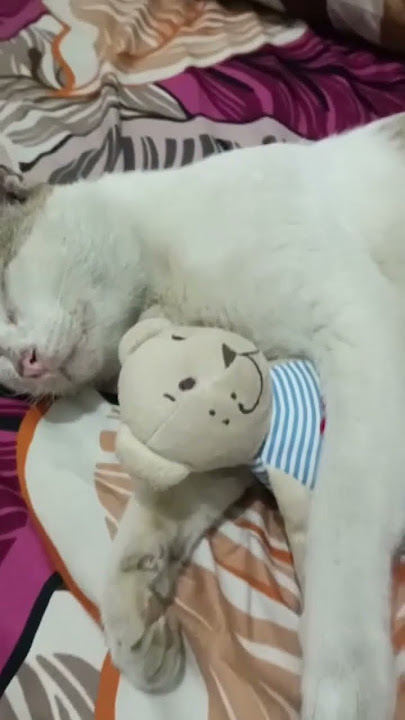 Si Mizzu Rilexasi Tidur..