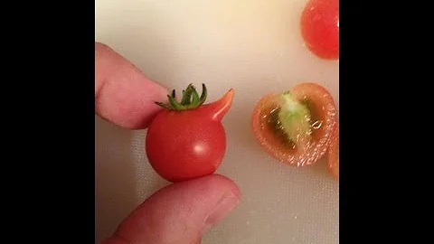 Jak velká jsou sladká a úhledná rajčata?