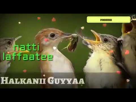 Nashidaa Bareeduu Afaan Oromoo Haqni Kankee Guddaadha Ummii Tiyyaa