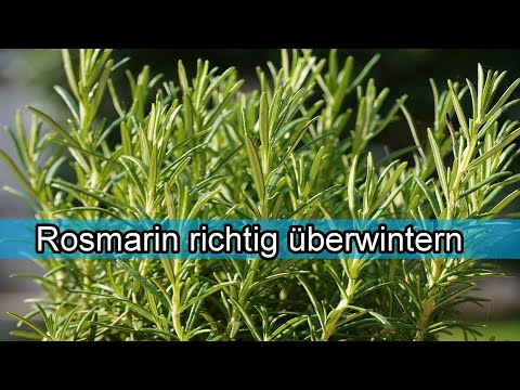 Kein Unkraut Mehr Im Rasen Unkraut Im Rasen Entfernen Ohne Dem Rasen Zu Schaden Youtube
