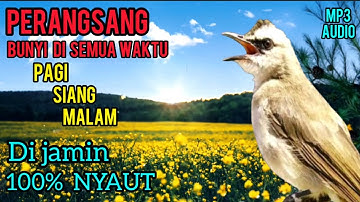 PERANGSANG BUNYI BURUNG TRUCUKAN PALING AMPUH UNTUK PAGI SIANG MALAM TRUCUKAN MANAPUN DI JAMIN NYAUT