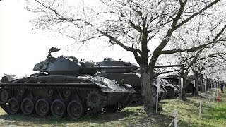 VR観桜開放　桜と陸自歴代戦車　土浦駐屯地・武器学校