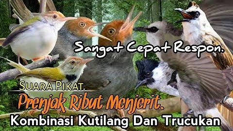 SUARA PIKAT PRENJAK RIBUT MENJERIT. KOMBINASI KUTILANG DAN TRUCUKAN. SUDAH JELAS AMPUH..
