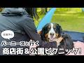 【バーニーズの休日】商店街ぶらり&公園ピクニック‼️妊娠して食欲増しています🐾