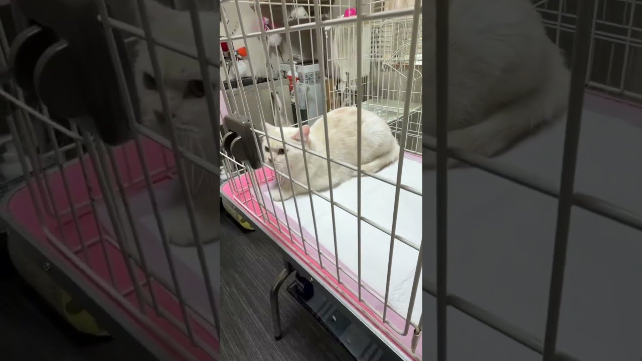 ラテちゃん初対面編 - YouTube