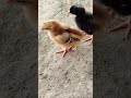 baby chicks #love #birds #chicks #hen