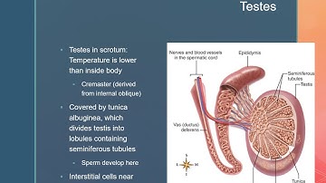 CH23 Reproductive Systems